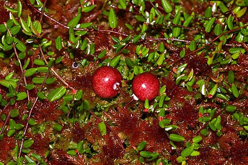 Fresh Small cranberry