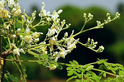 Fresh Moringa