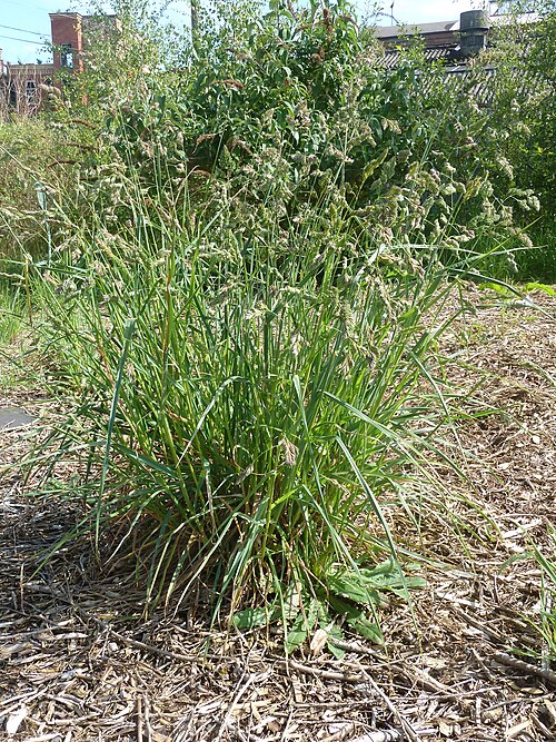 Fresh Orchard grass (Cocksfoot)