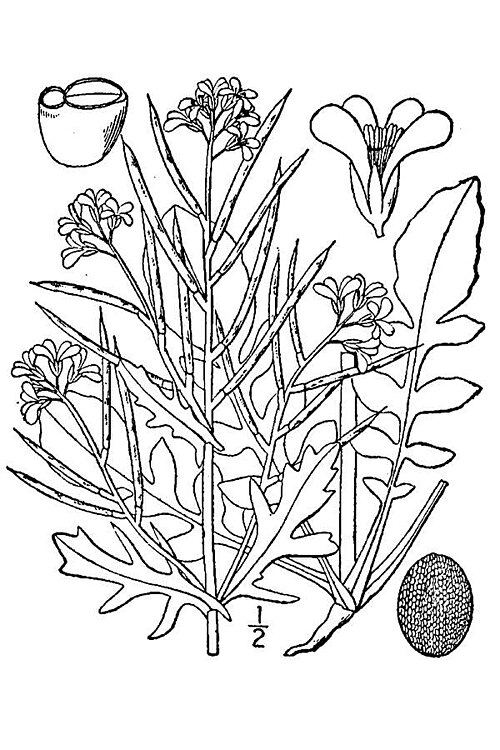 Fresh Land cress