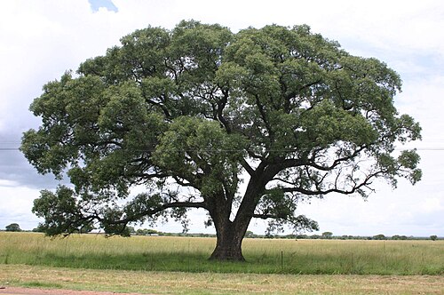 Fresh Marula