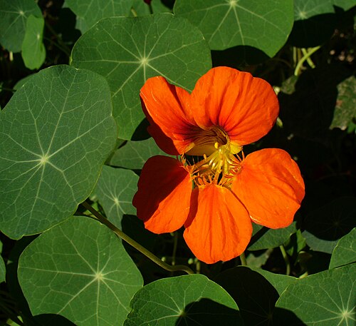 Fresh Nasturtium
