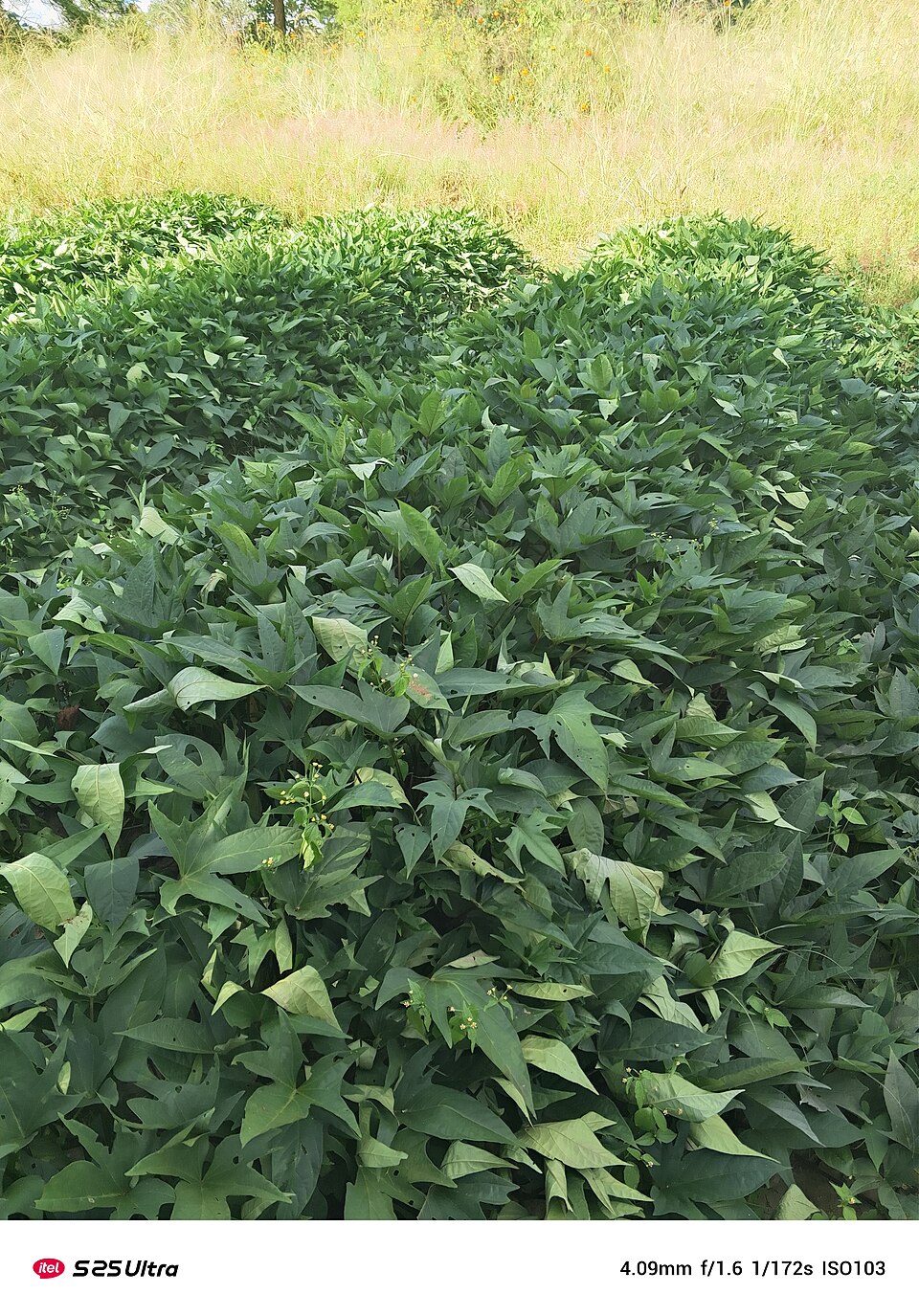 Fresh Sweet potato