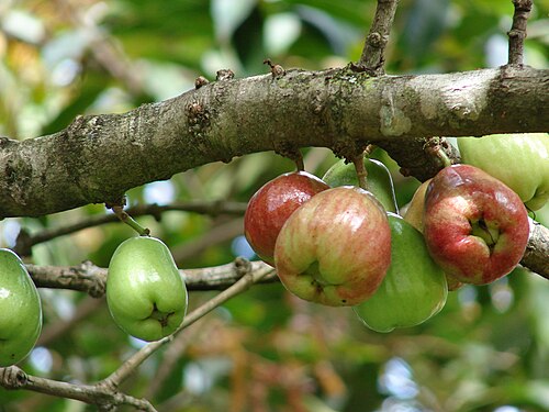 Fresh Rose apple