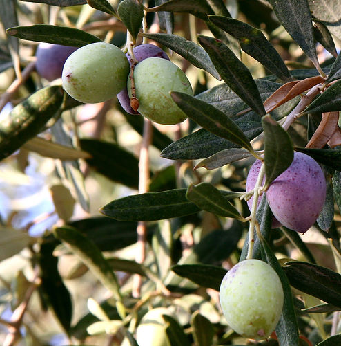 Fresh Olive