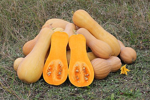 Fresh Butternut squash