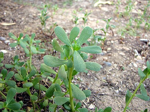 Fresh Purslane