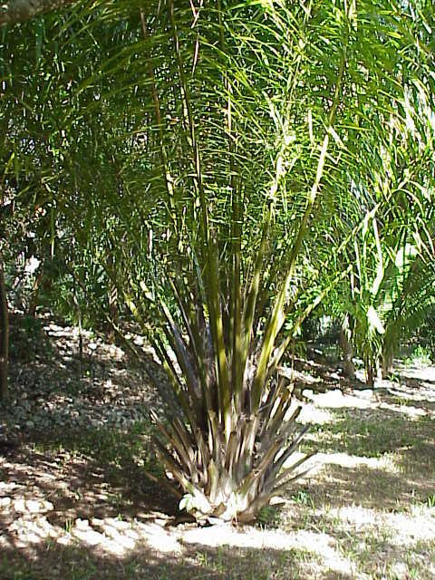 Fresh Oil Palm