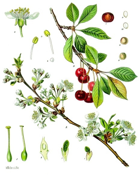 Fresh Sour cherry
