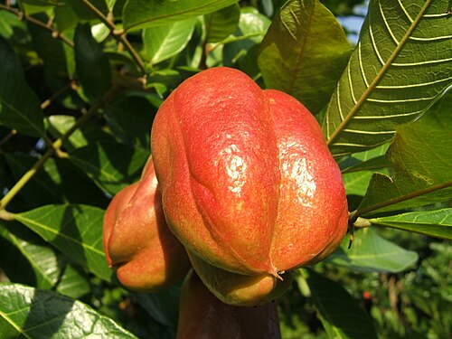 Fresh Ackee