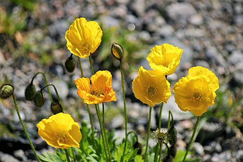 Fresh Iceland poppy