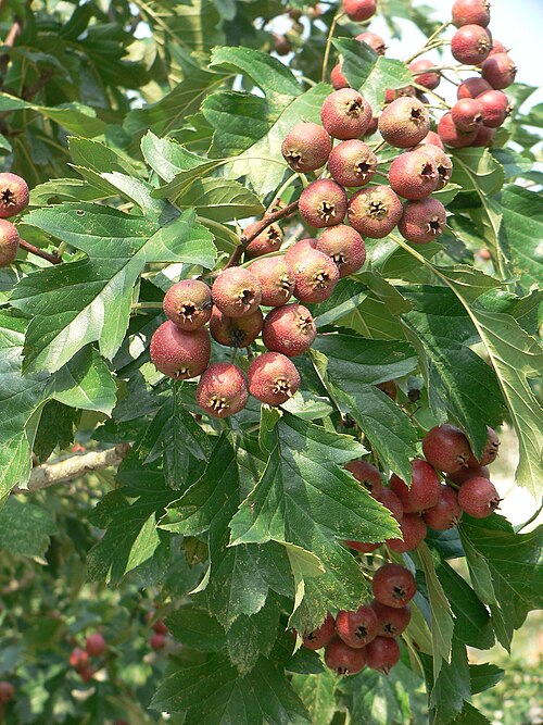 Fresh Chinese hawthorn