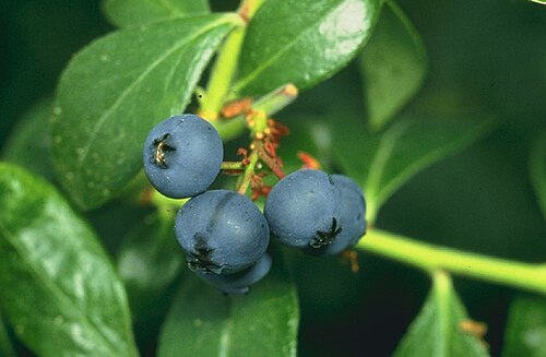 Fresh Highbush blueberry