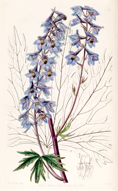 Fresh Delphinium