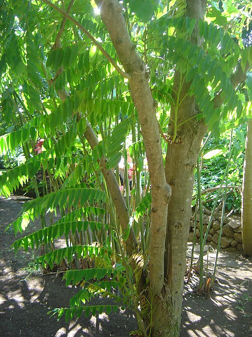 Fresh Bilimbi
