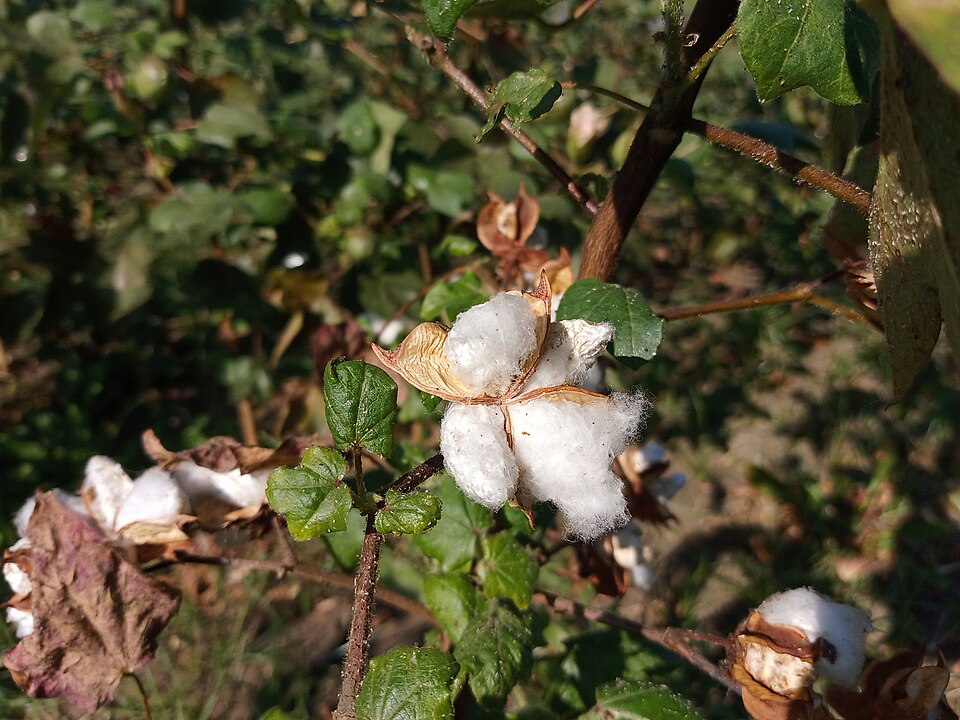 Cotton