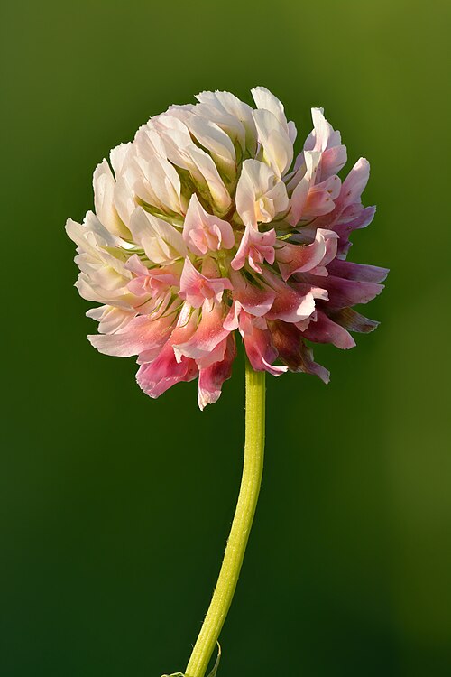 Fresh Alsike clover