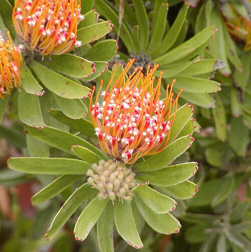 Fresh Pincushion protea