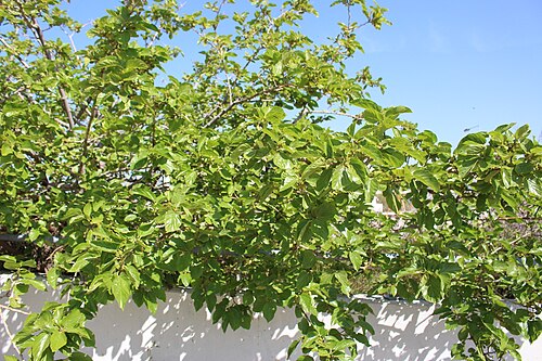 Fresh White mulberry
