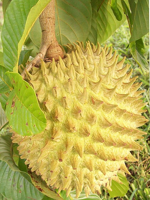 Fresh Soncoya