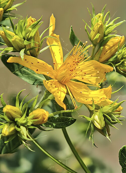 Fresh St. John's Wort