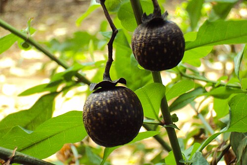 Fresh Black plum