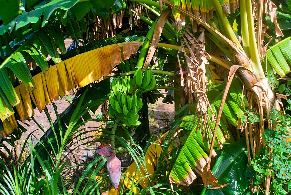Banana
