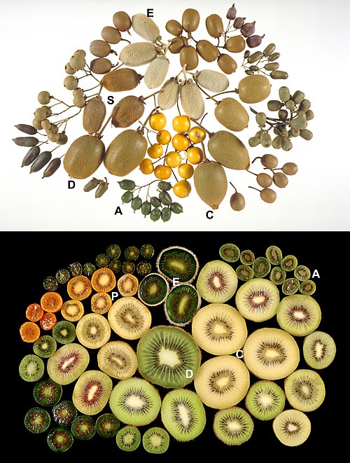 Fresh Kiwifruit