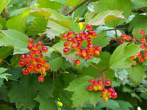 Fresh Guelder rose