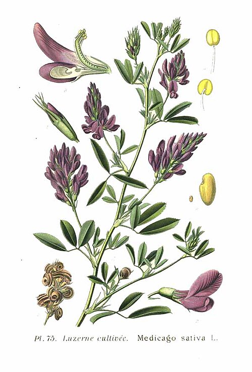 Fresh Alfalfa (lucerne)