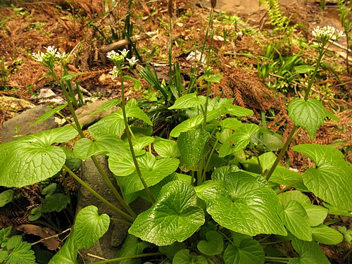 Fresh Wasabi