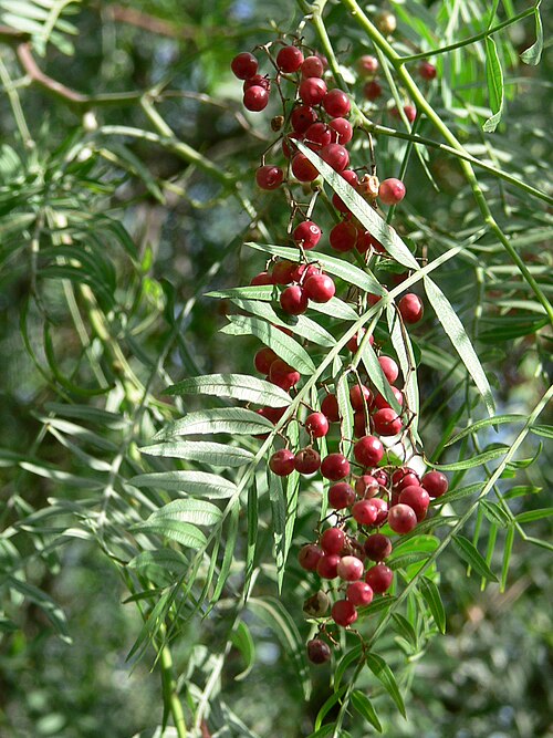 Fresh Pink peppercorn (Peruvian)