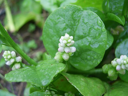 Fresh Malabar spinach