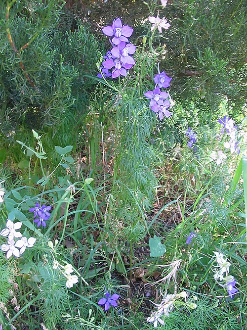 Fresh Larkspur