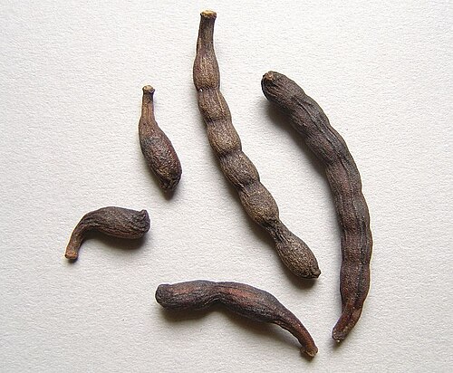 Fresh Grains of Selim