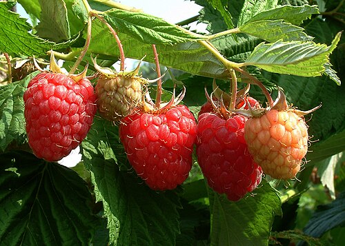 Fresh Red raspberry
