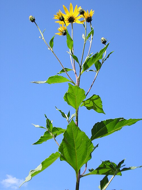 Fresh Jerusalem artichoke