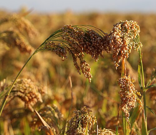 Fresh Proso millet