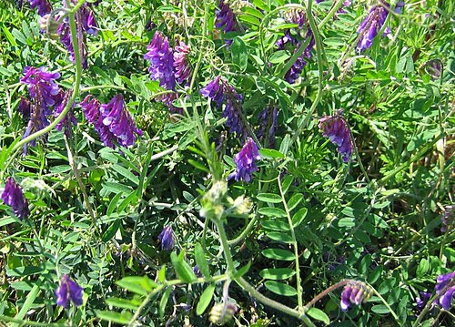 Fresh Hairy vetch