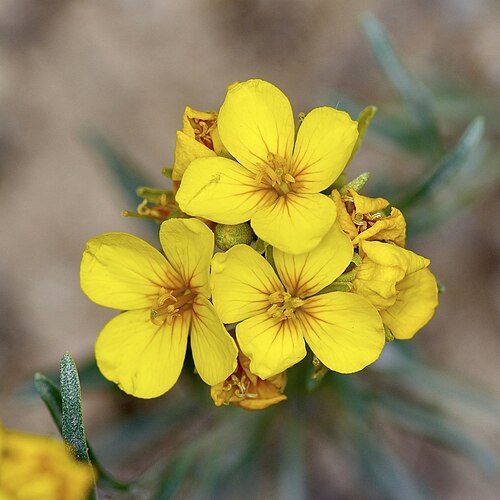 Fresh Lesquerella (Bladderpod)