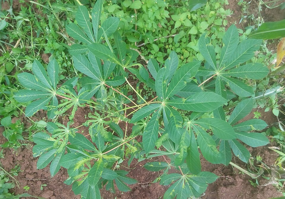 Fresh Cassava