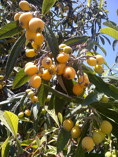 Fresh Loquat