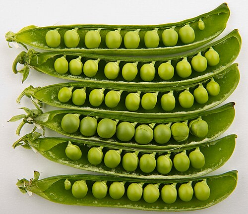 Fresh Garden pea
