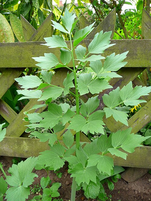 Fresh Lovage