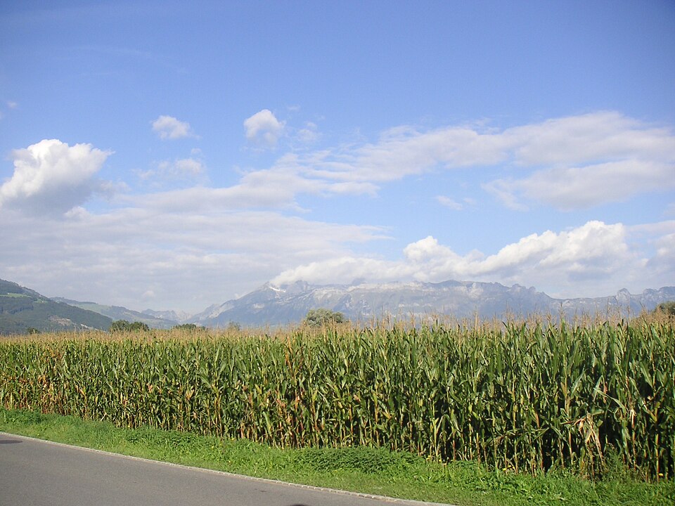 Fresh Maize