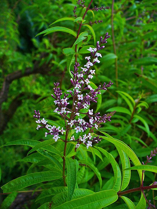 Fresh Lemon verbena