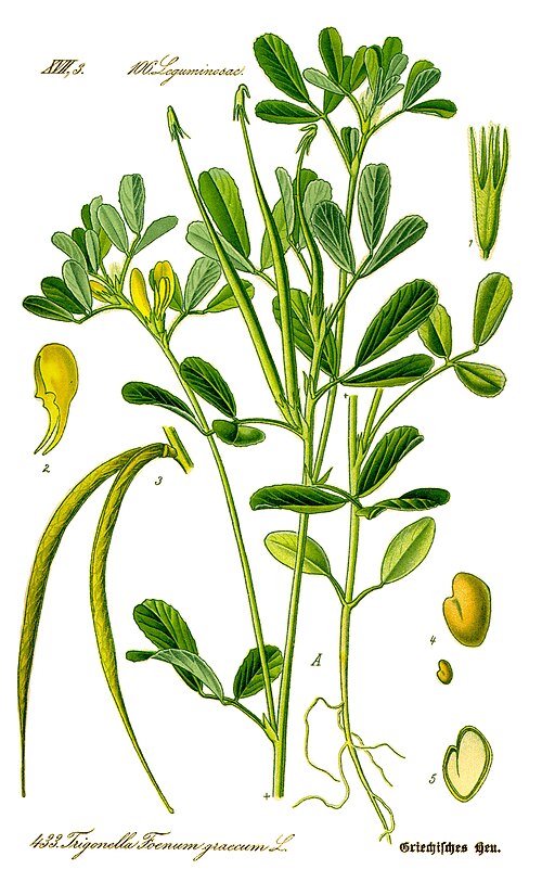 Fresh Fenugreek