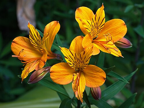 Fresh Peruvian lily