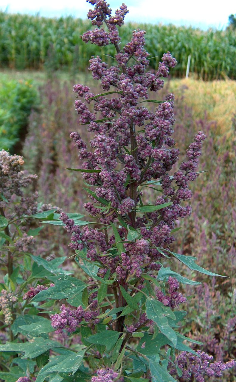 Fresh Quinoa
