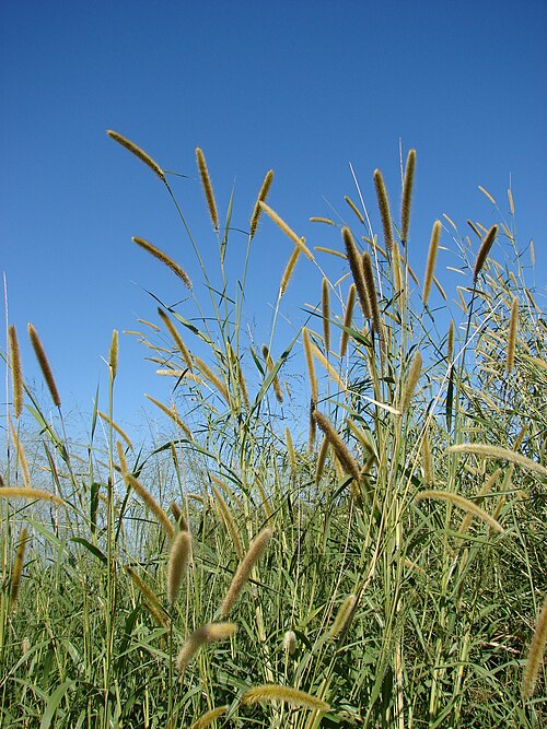Fresh Napier grass (Elephant grass)